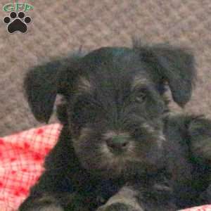 Wobbles, Miniature Schnauzer Puppy