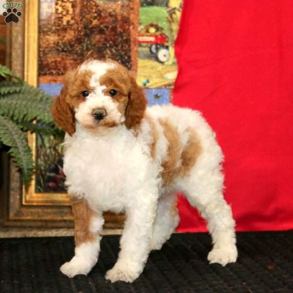 Wonder, Miniature Poodle Puppy