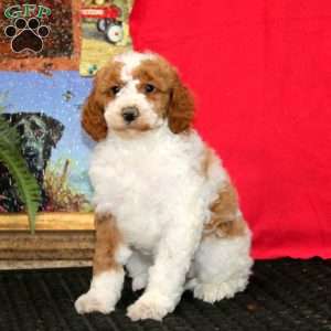 Wonder, Miniature Poodle Puppy