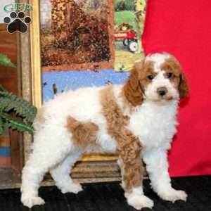 Wonder, Miniature Poodle Puppy