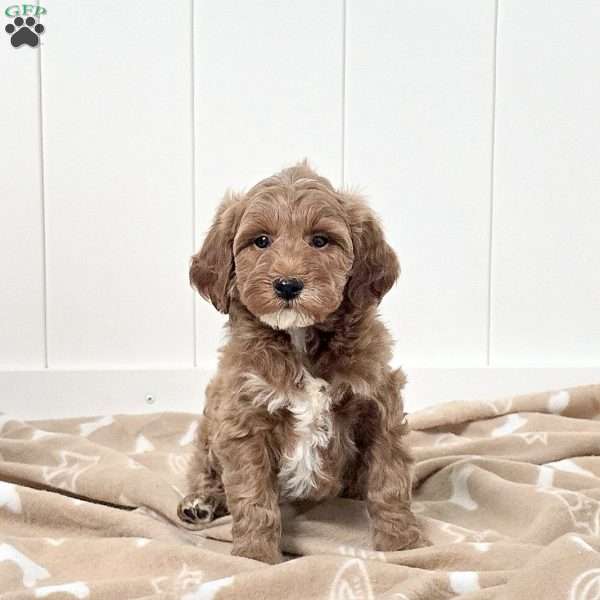 Wonka, Mini Goldendoodle Puppy
