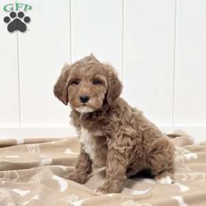 Wonka, Mini Goldendoodle Puppy