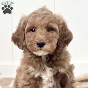 Wonka, Mini Goldendoodle Puppy