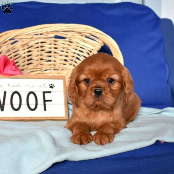 Wrangler, Cavalier King Charles Spaniel Puppy