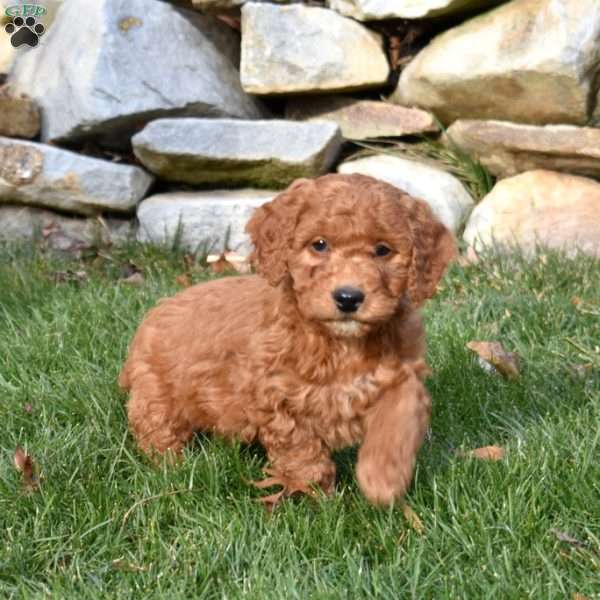 Wrangler, Mini Goldendoodle Puppy