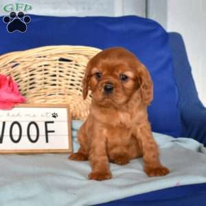 Wrangler, Cavalier King Charles Spaniel Puppy