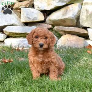 Wrangler, Mini Goldendoodle Puppy