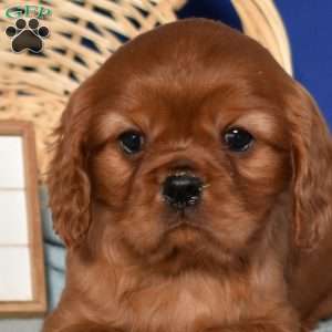 Wrangler, Cavalier King Charles Spaniel Puppy