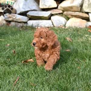 Wrangler, Mini Goldendoodle Puppy