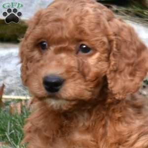 Wrangler, Mini Goldendoodle Puppy