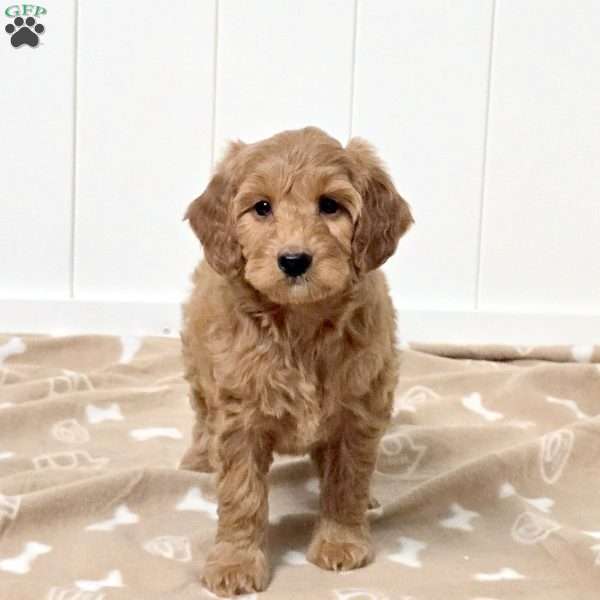 Wren, Mini Goldendoodle Puppy