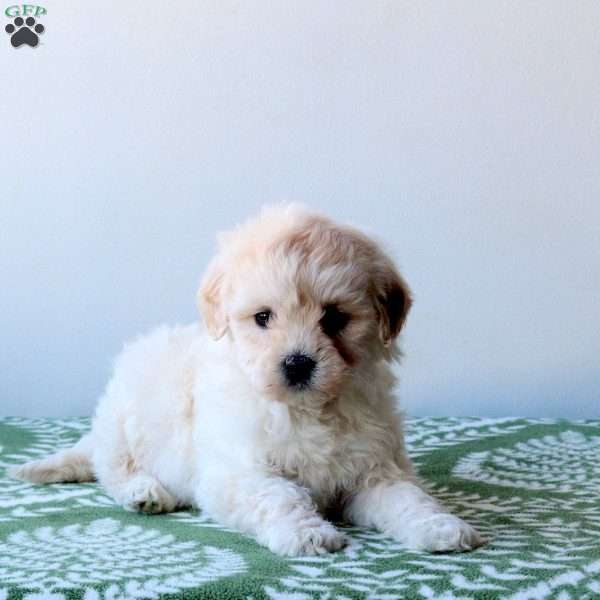 Wren, Mini Goldendoodle Puppy