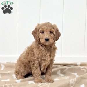 Wren, Mini Goldendoodle Puppy