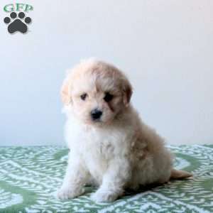 Wren, Mini Goldendoodle Puppy