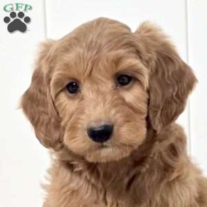 Wren, Mini Goldendoodle Puppy