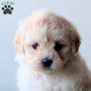 Wren, Mini Goldendoodle Puppy