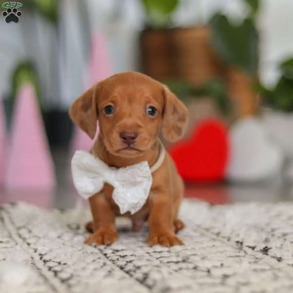 Wyatt, Dachshund Puppy