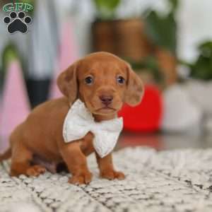 Wyatt, Dachshund Puppy
