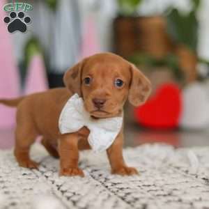 Wyatt, Dachshund Puppy