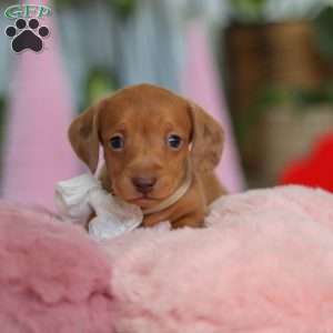 Wyatt, Dachshund Puppy