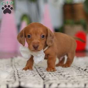 Wyatt, Dachshund Puppy