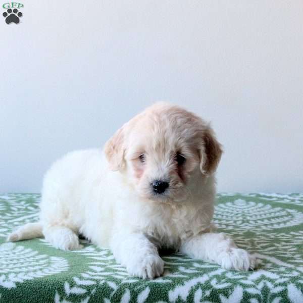Wynter, Mini Goldendoodle Puppy
