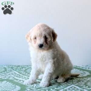 Wynter, Mini Goldendoodle Puppy