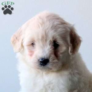 Wynter, Mini Goldendoodle Puppy