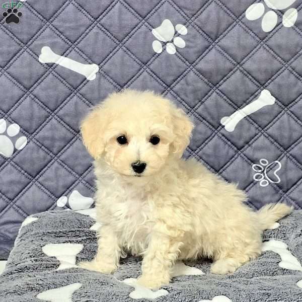 Xander, Bich-Poo Puppy