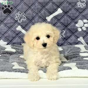 Xander, Bich-Poo Puppy