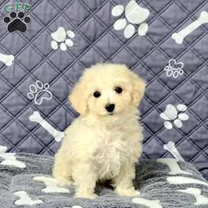 Xander, Bich-Poo Puppy