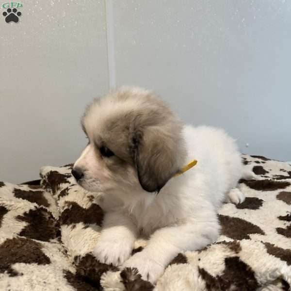 Yellow, Great Pyrenees Puppy