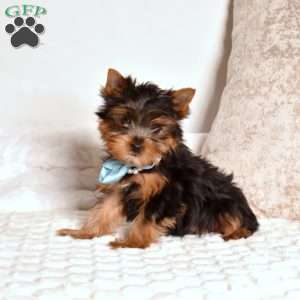 Yogi, Yorkie Puppy