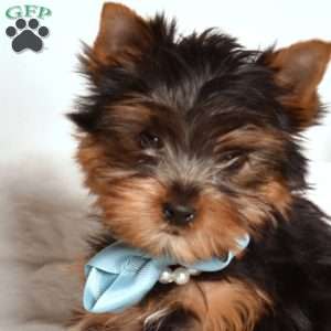 Yogi, Yorkie Puppy