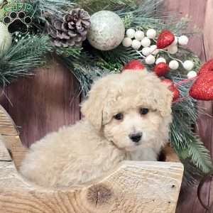 Yoko, Bich-Poo Puppy