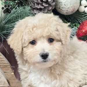 Yoko, Bich-Poo Puppy