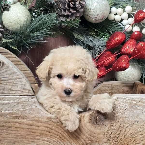 Yvette, Bich-Poo Puppy