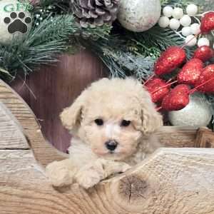 Yvette, Bich-Poo Puppy