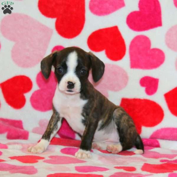 Zandi, Boston Terrier Mix Puppy