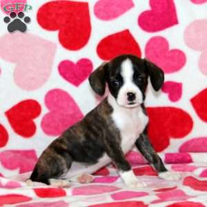 Zandi, Boston Terrier Mix Puppy