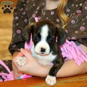 Zandi, Boston Terrier Mix Puppy