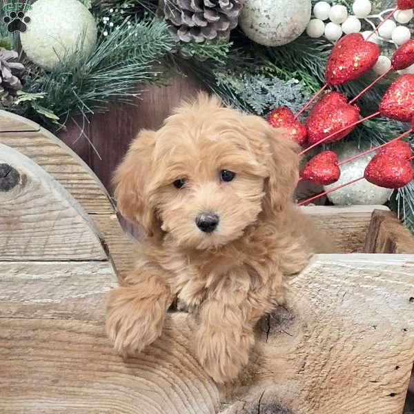 Zara, Bich-Poo Puppy