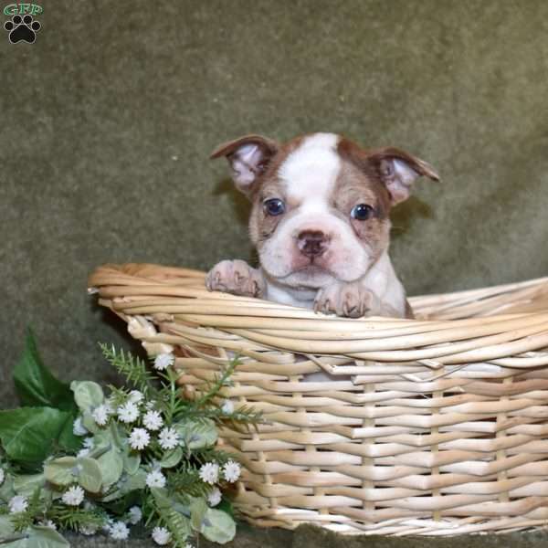 Zara, Boston Terrier Puppy