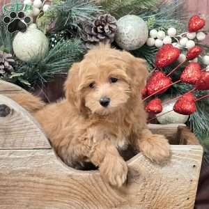 Zara, Bich-Poo Puppy