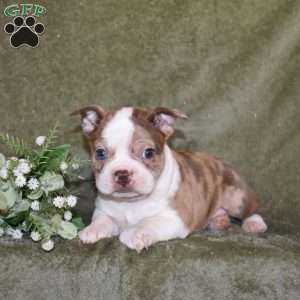 Zara, Boston Terrier Puppy