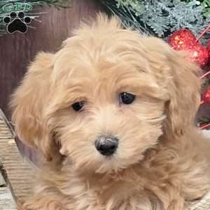 Zara, Bich-Poo Puppy