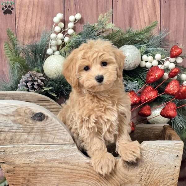 Zelda, Bich-Poo Puppy