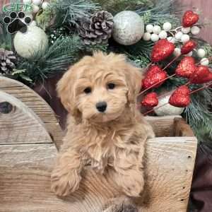 Zelda, Bich-Poo Puppy