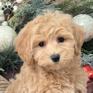 Zelda, Bich-Poo Puppy