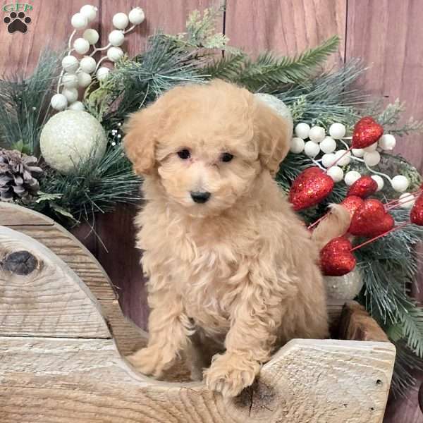 Zendaya, Bich-Poo Puppy